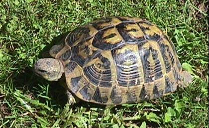 --- La tortue hermann ---